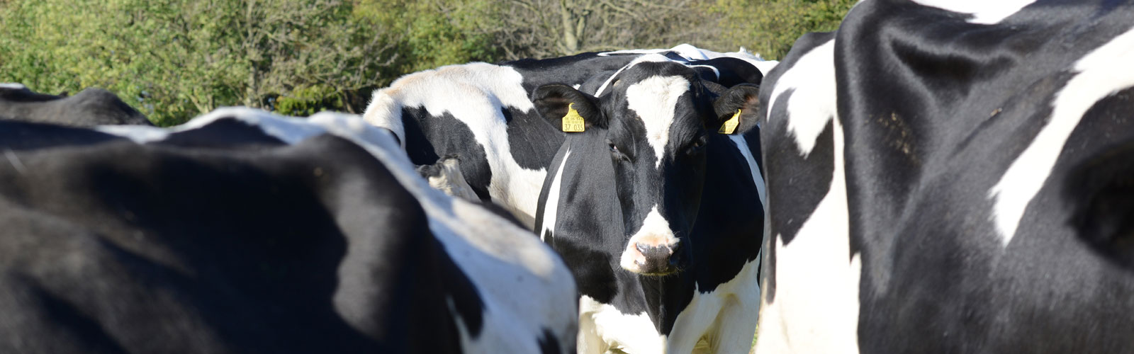 Frische Milch Hof Karpenhaus Ratingen Homberg