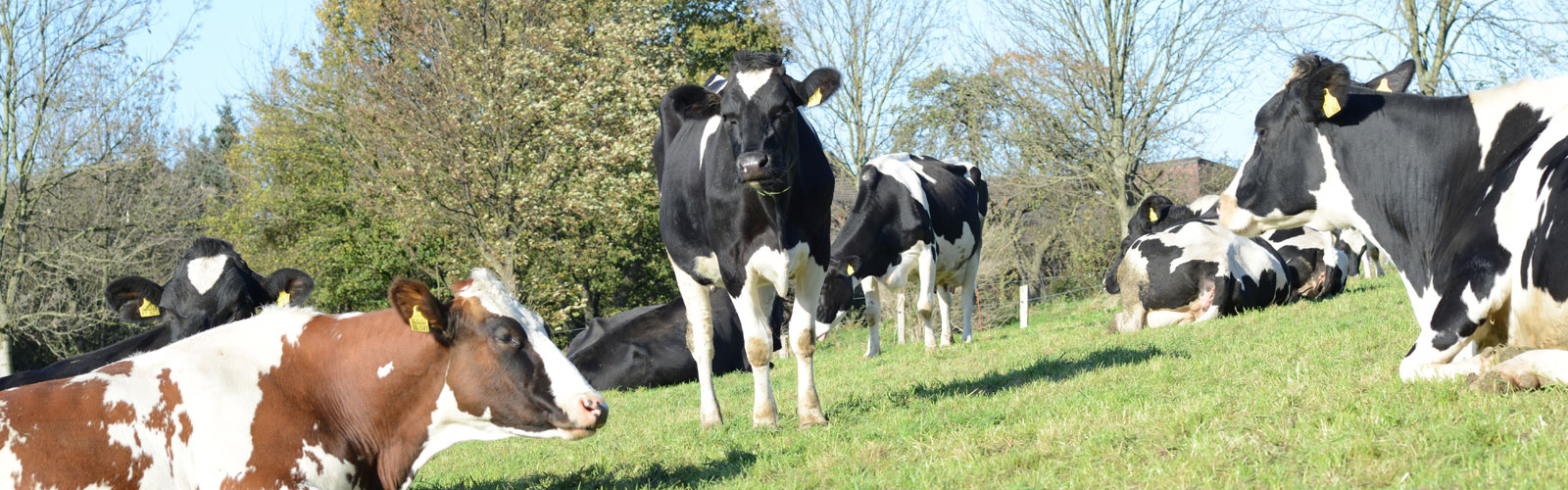 Frische Milch Hof Karpenhaus Ratingen Homberg