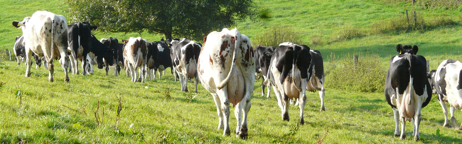 Frische Milch Hof Karpenhaus Ratingen Homberg