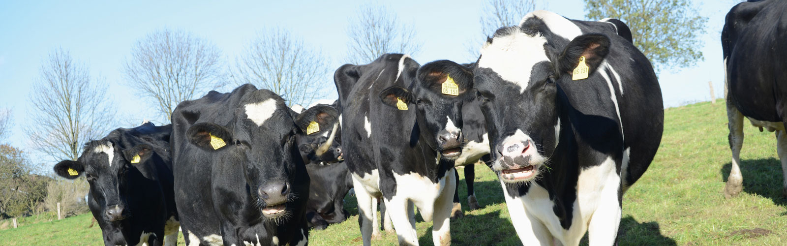 Frische Milch Hof Karpenhaus Ratingen Homberg